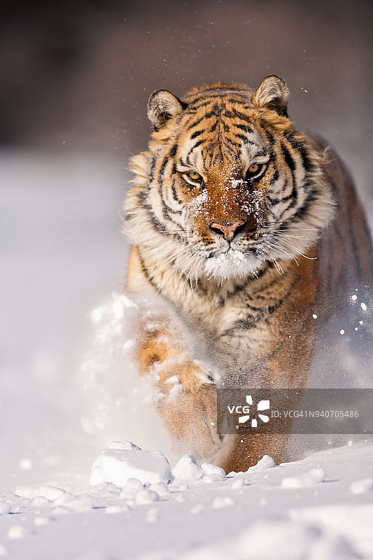 向您跑来的西伯利亚虎图片素材