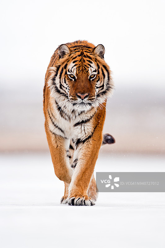 西伯利亚虎果断的步伐图片素材
