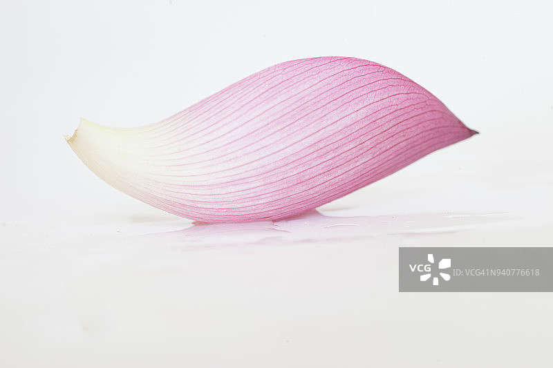 白色背景上的莲花花瓣图片素材