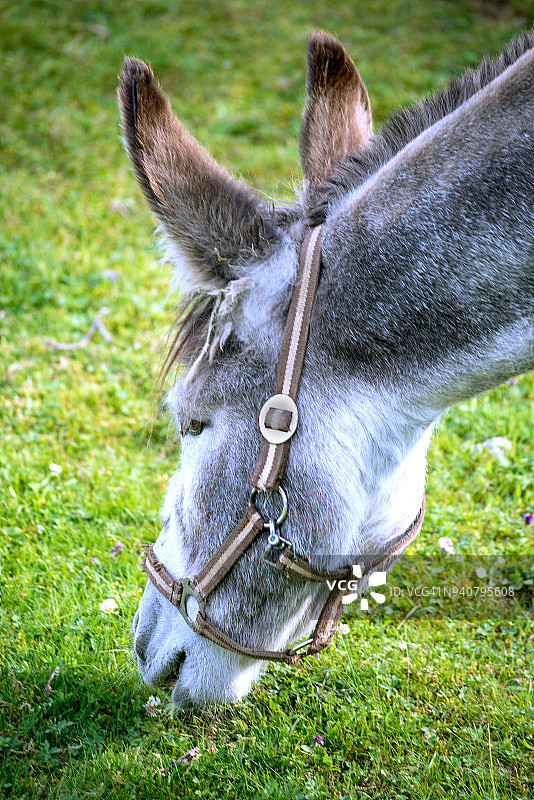 驴图片素材