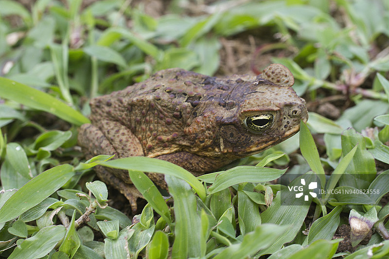 海蟾蜍图片素材
