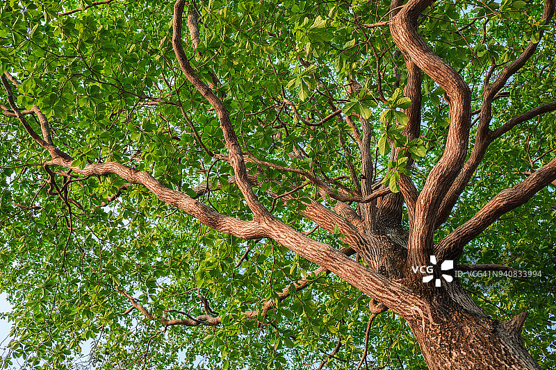 自然森林中的新绿叶树木图片素材