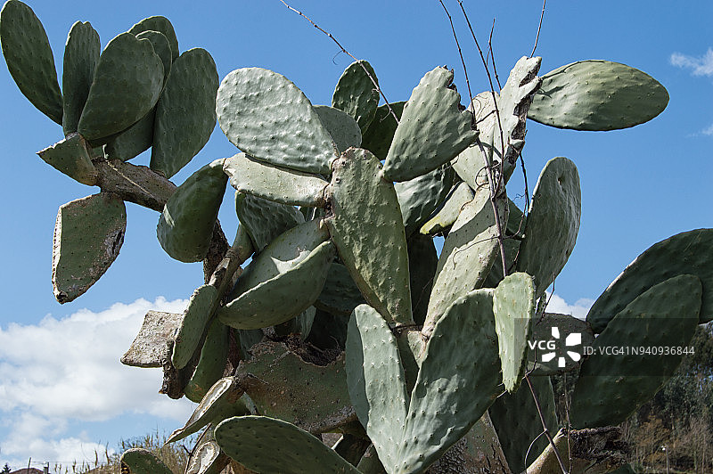 仙人球仙人掌图片素材