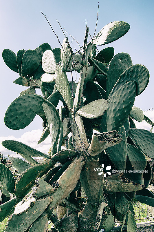仙人球仙人掌图片素材