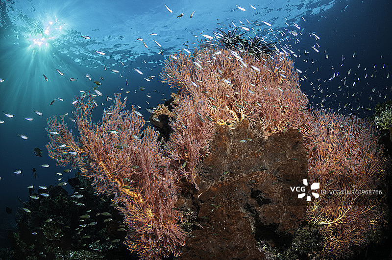 印度尼西亚拉贾安帕特海扇和诱饵鱼图片素材
