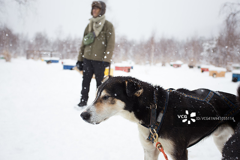 狗拉雪橇图片素材