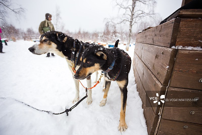 狗拉雪橇图片素材
