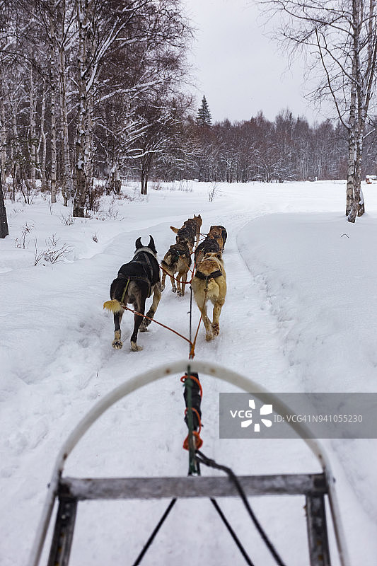 狗拉雪橇图片素材