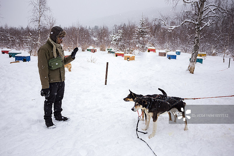 狗拉雪橇图片素材