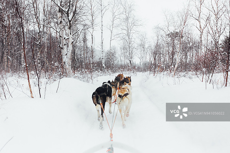 狗拉雪橇图片素材