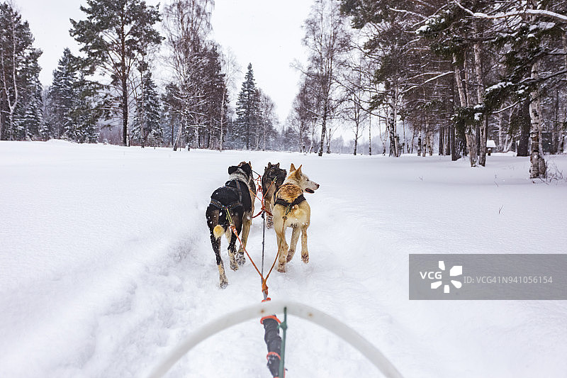 狗拉雪橇图片素材