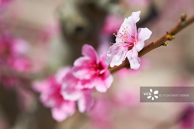 盛开的果园图片素材