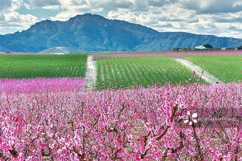 盛开的果园图片素材
