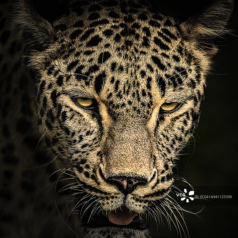 豹的肖像图片素材