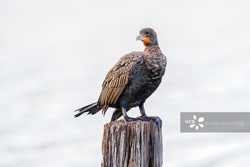 双冠鸬鹚栖息在桩上图片素材