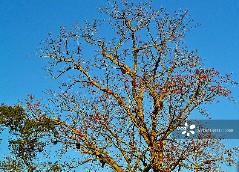 凤凰木图片素材
