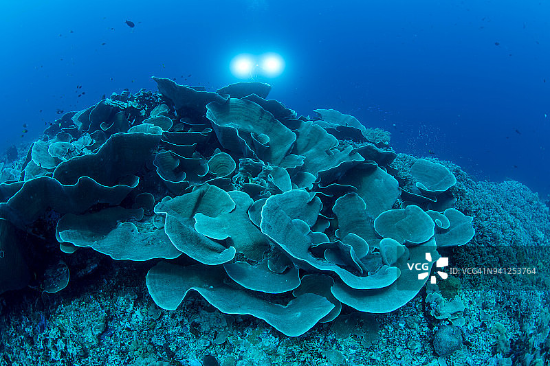 印度尼西亚瓦卡托比国家公园的大片珊瑚莴苣图片素材
