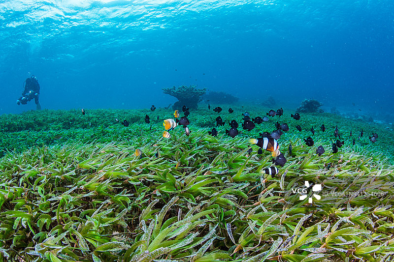 印度尼西亚瓦卡托比国家公园海草床和海洋生物周围的海葵鱼图片素材