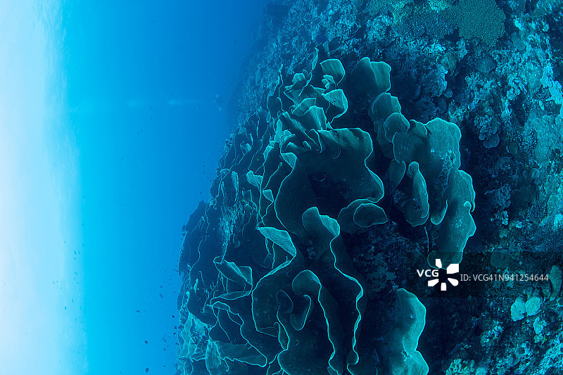 印度尼西亚瓦卡托比国家公园的大片珊瑚莴苣图片素材