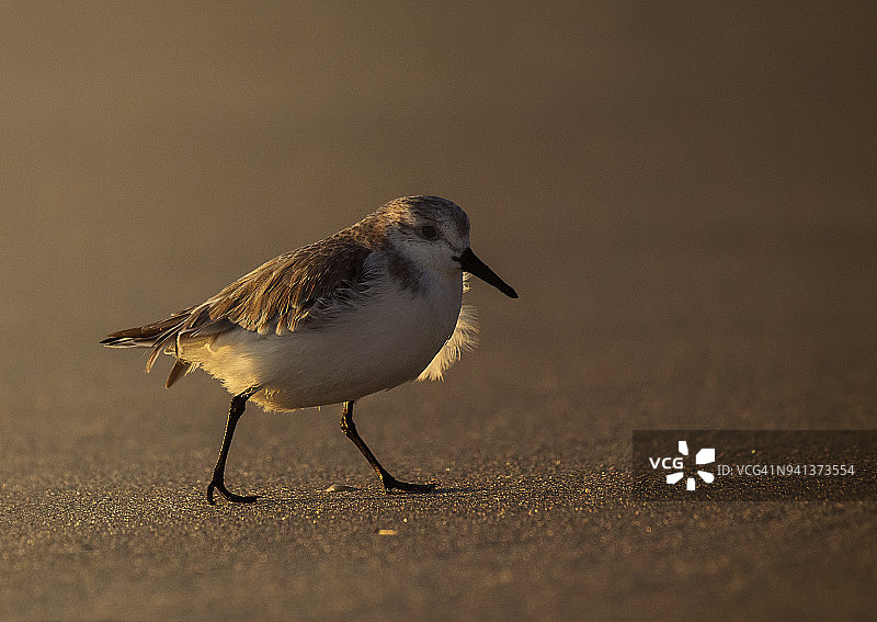 逆光下在沙滩上行走的小矶鹬图片素材
