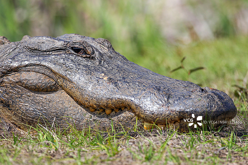 鳄鱼头部特写图片素材