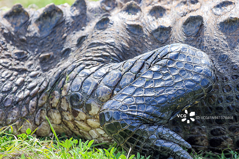 鳄鱼皮图片素材