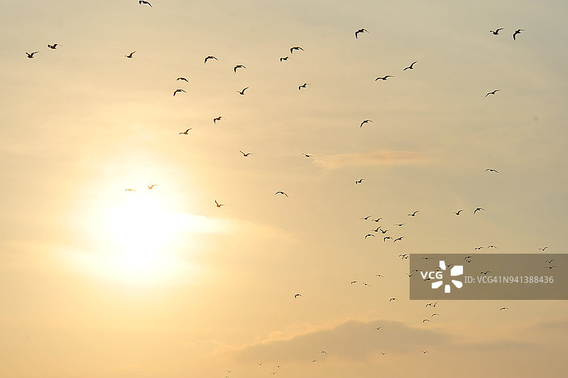 日本海滩日落时分，飞翔的海鸥图片素材