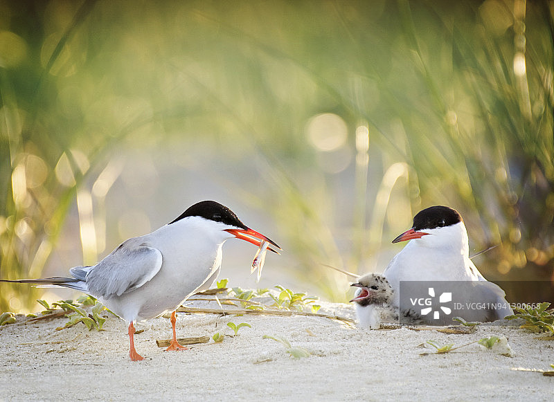 普通燕鸥父亲给家人带鱼图片素材