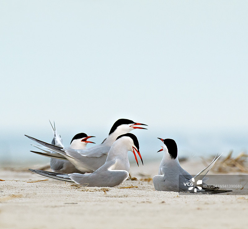在海滩上讨论的普通燕鸥图片素材