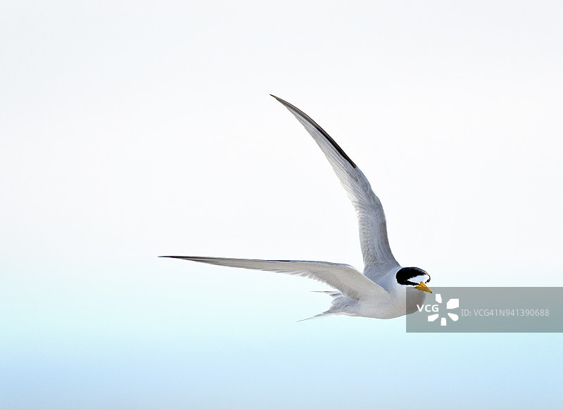 小燕鸥飞行转弯图片素材