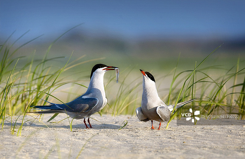 普通燕鸥向爱侣赠鱼图片素材