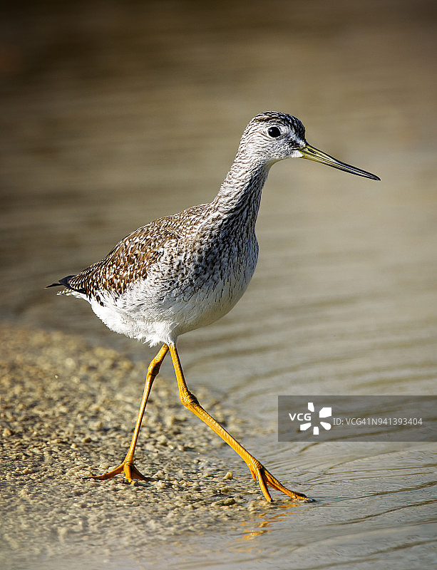 在佛罗里达州迈尔斯堡海滩的泻湖边涉水的小黄脚鹬图片素材