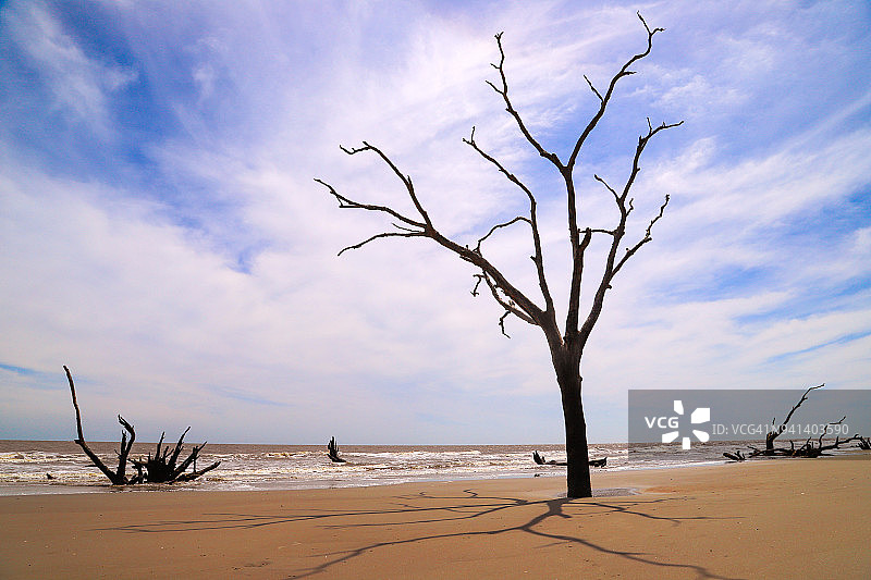 依然屹立的树木图片素材