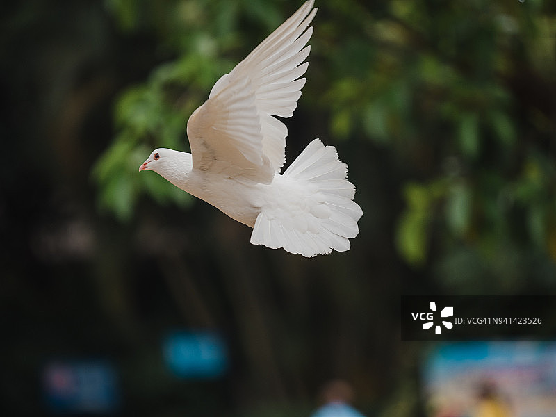 一只飞翔的鸽子图片素材