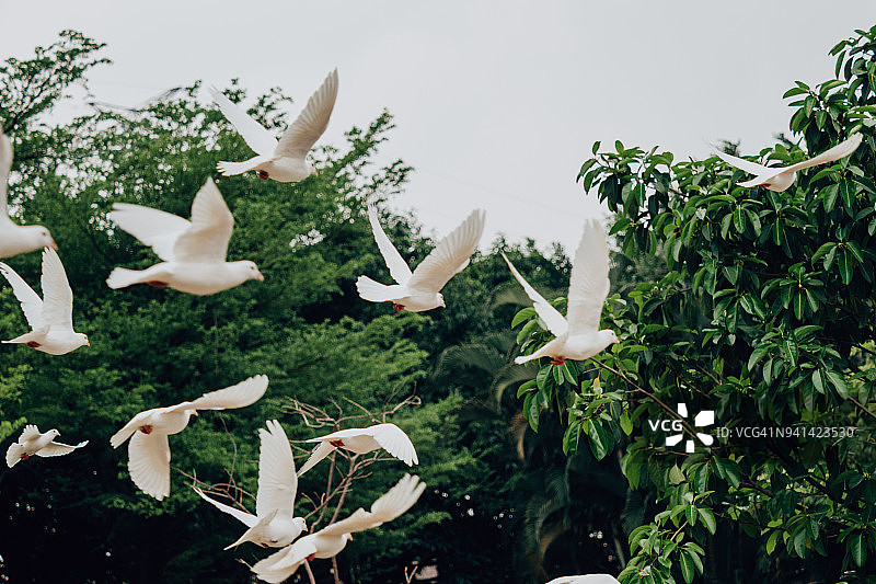 一群飞翔的鸽子图片素材