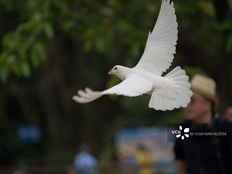 飞翔的鸽子图片素材