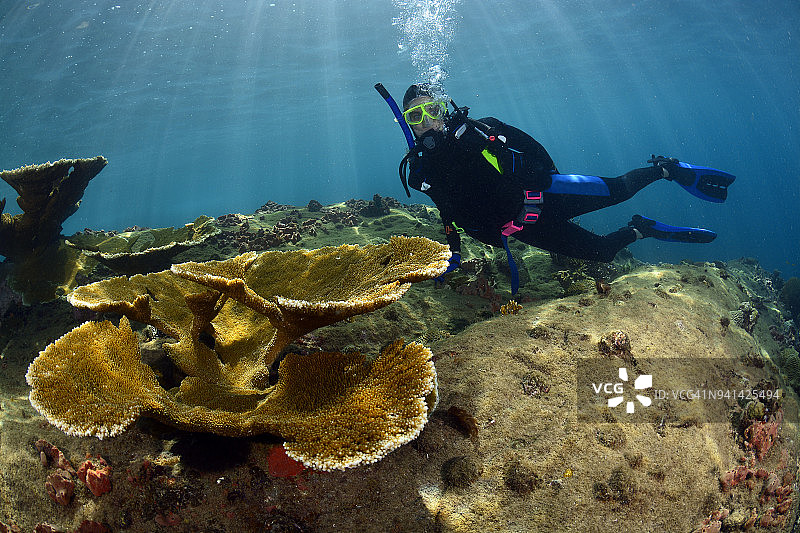 鹿角珊瑚与潜水员图片素材