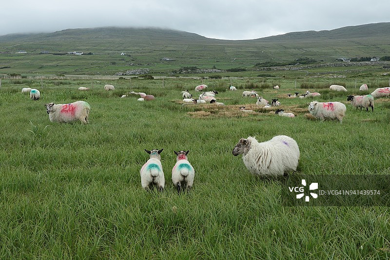 梅奥郡路易斯堡图片素材