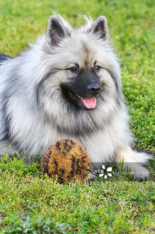 松狮犬和它最喜欢的玩具图片素材