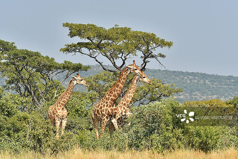 非洲的三只小长颈鹿图片素材