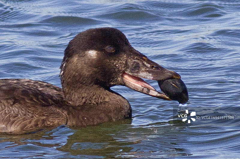 雌性海番鸭正在吃蛤蜊特写图片素材