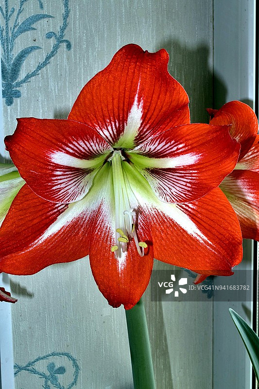 盛开的大花孤挺花图片素材