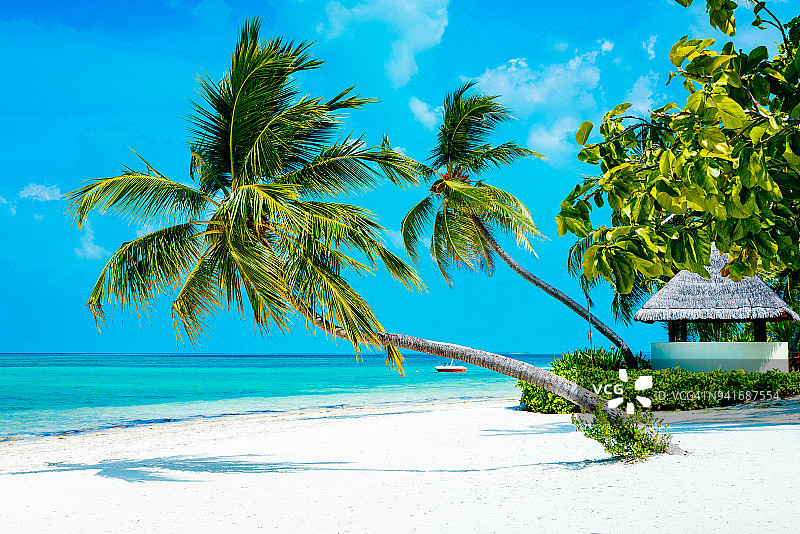 马尔代夫坎纳里夫度假村海滩棕榈树图片素材