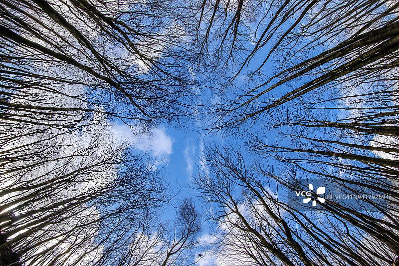 高大的树木环绕图片素材