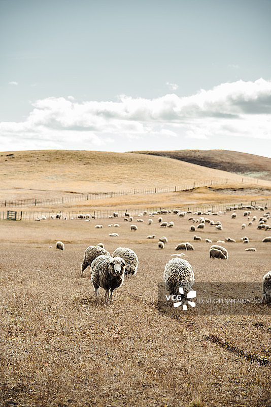 阿根廷绵羊养殖图片素材