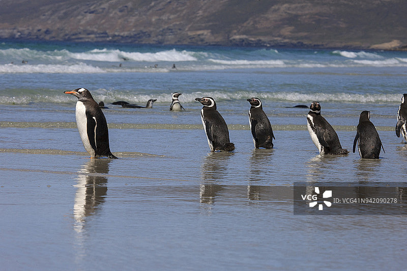 巴布亚企鹅和麦哲伦企鹅，西点岛，福克兰群岛图片素材