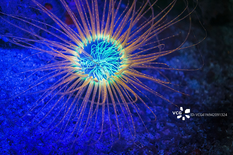 菲律宾海豚湾夜间荧光管海葵图片素材