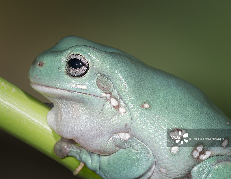 圈养状态下的澳洲绿树蛙图片素材