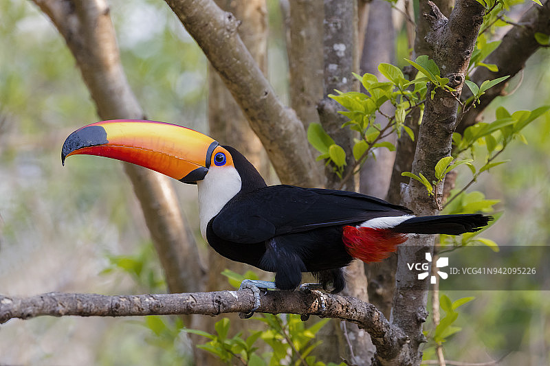 巴西潘塔纳尔，树枝上的巨嘴鸟图片素材