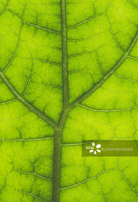 逆光雨林阔叶，塔里，巴布亚新几内亚图片素材